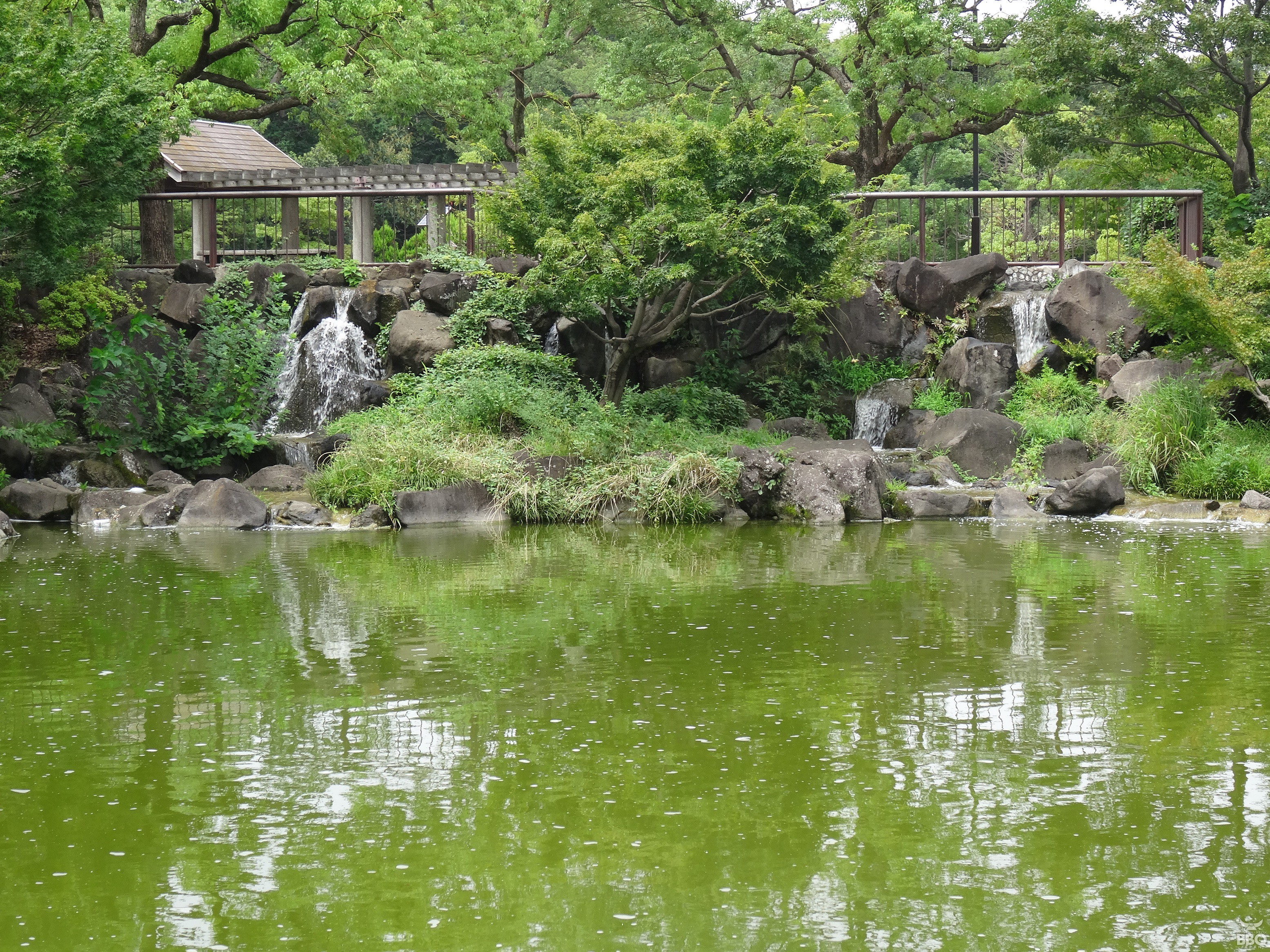 府中の森公園　日本庭園風の池