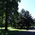 小金井公園　生い茂る木々