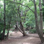 若葉台公園　雑木林の中を探索