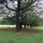 野川公園　大木の木陰で一休み