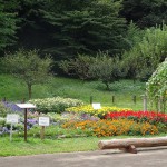 小山内裏公園　よく手入れされた花壇