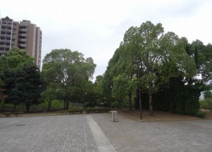 松木公園 (4)
