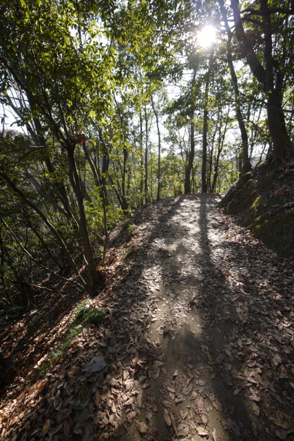 稲毛山登山路