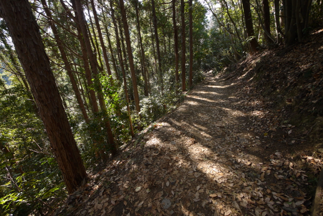 稲毛山登山路