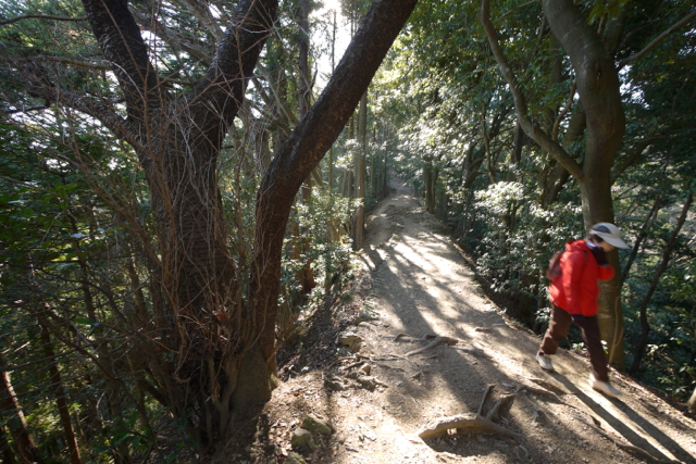 稲毛山登山路