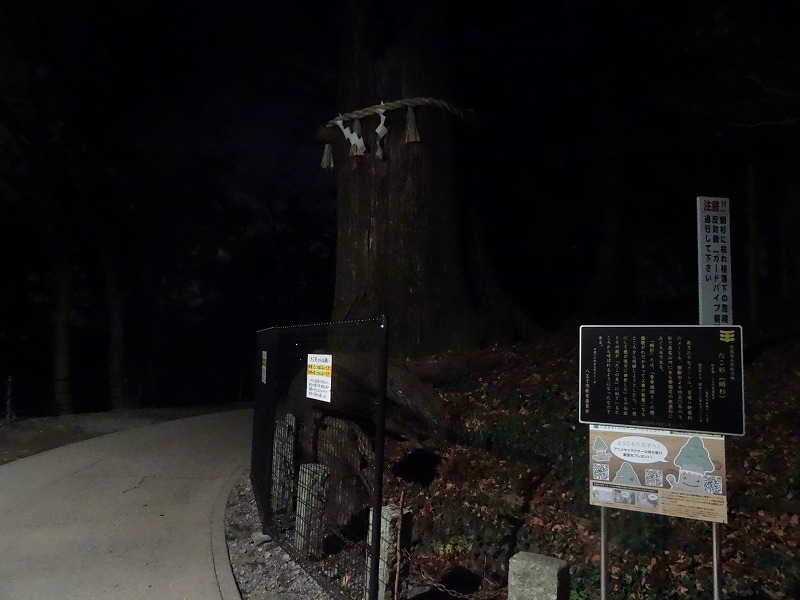 樹齢450年のたこ杉。御利益が有りそうなのでお参りしました。