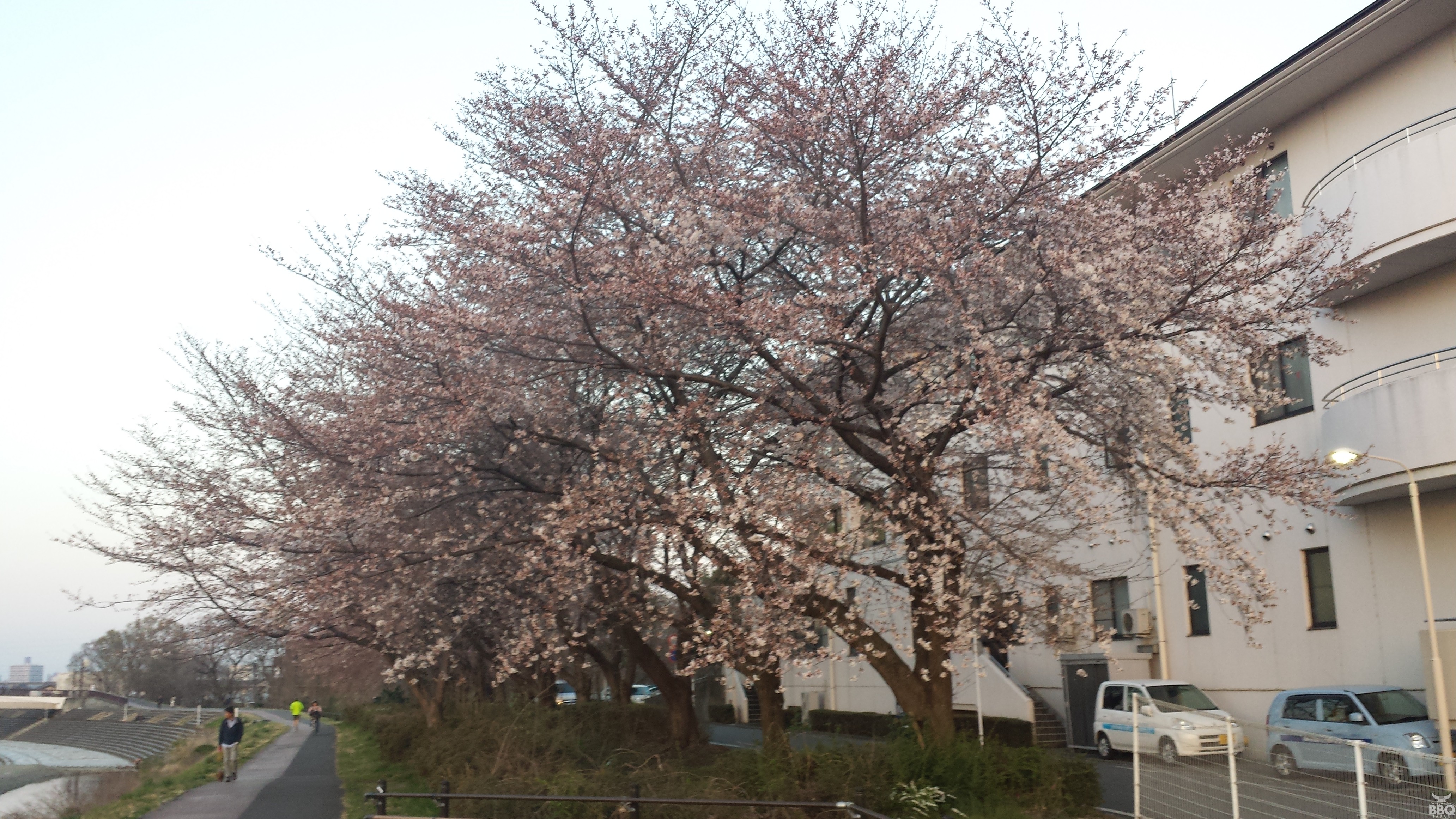 多摩地域の超穴場お花見スポットのご紹介です。