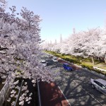 JR国立駅前・大学通りに満開の桜並木